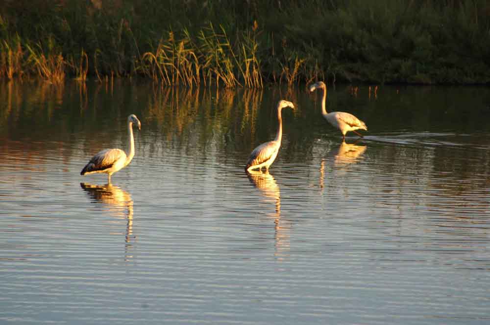 Flamenco - reserva natural dels Muntanyans - Creixell - Tarragona - Catalunya 2.jpg